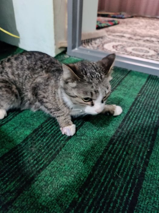 Домашние котенок