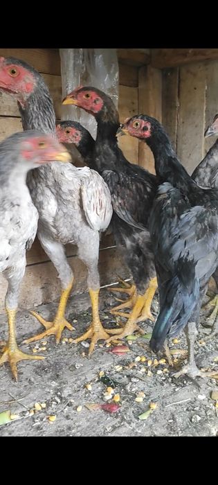 Продаются джуджики апрель месяц