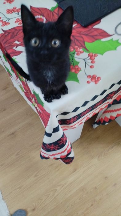 Отдам в хорошие руки котенка