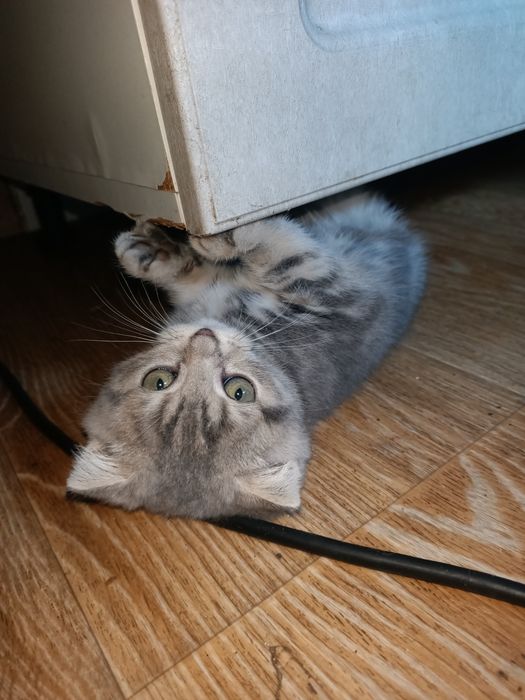 Продам вислоухого котёнка