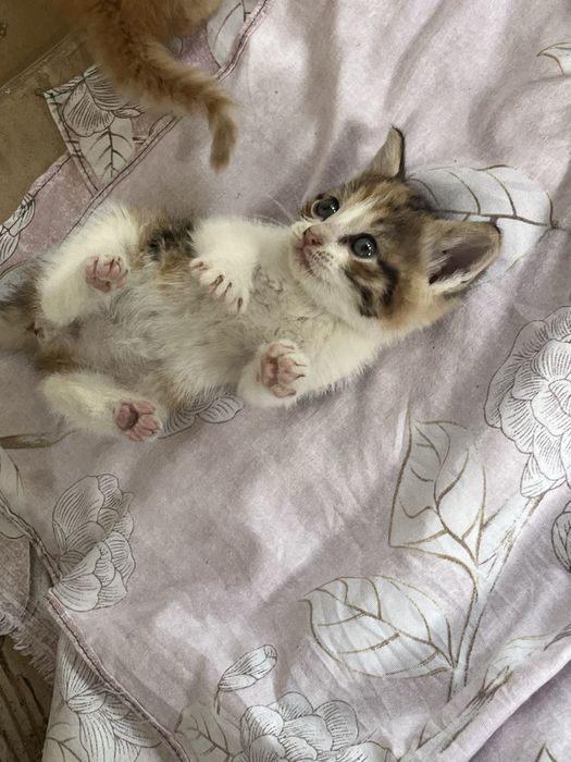 Отдам котят в добрые руки