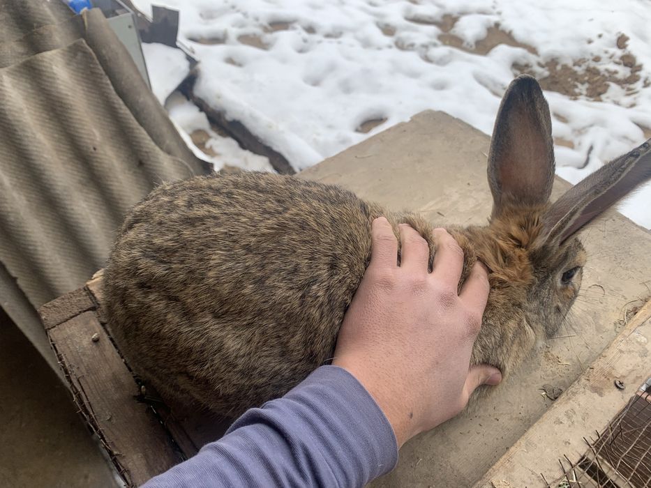 Quyon erkak flandr  кролик самец фландер     Қуйон эркак фландр