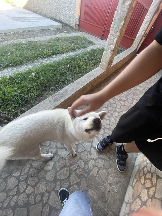 Plimbǎm câini & Pet Sitter în Arad Disponibili dupǎ-amiaza