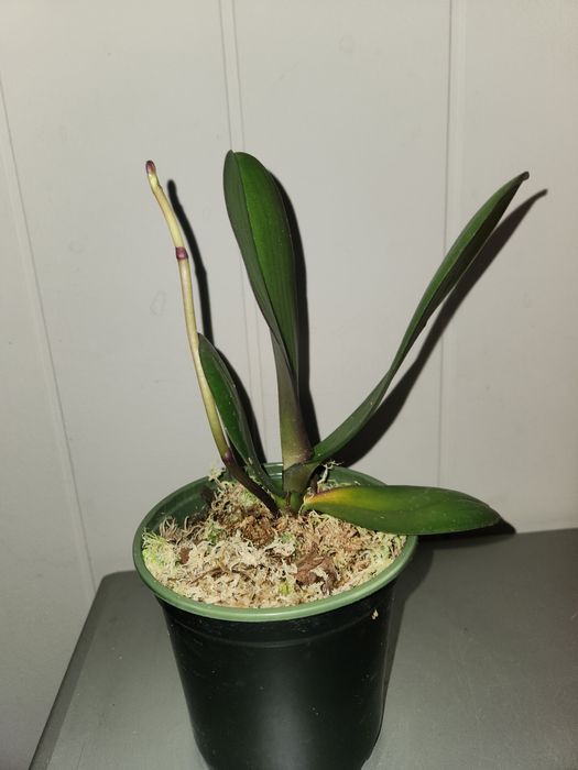 Орхидея с цветоносом