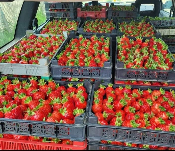 Продавам  Разсад  От Производител Ягоди  и  Малини