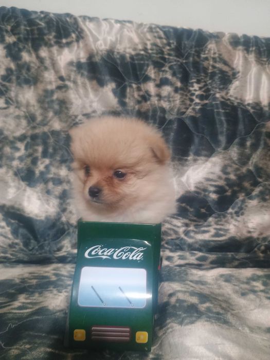 Свободно момче померанче