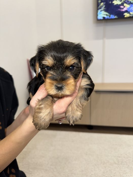 Щенки Йоркширского терьера