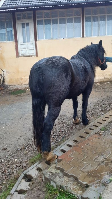 Iapă de vânzare  ...