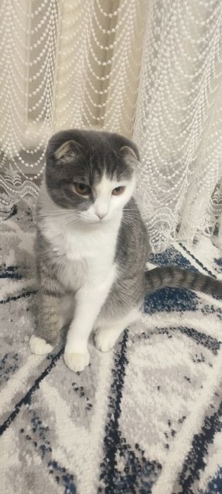 Zotdor mushukcha sotiladi