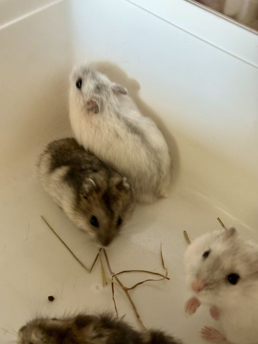 Donez Hamsteri Siberieni