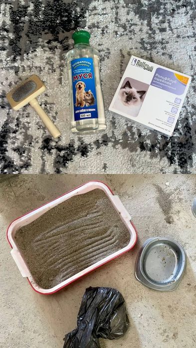 Scottish Straight кошка