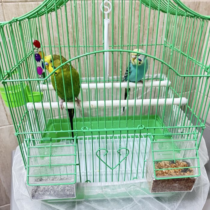 Срочно  продам попугай