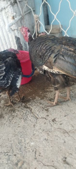 Товук ва куркалар сотилади