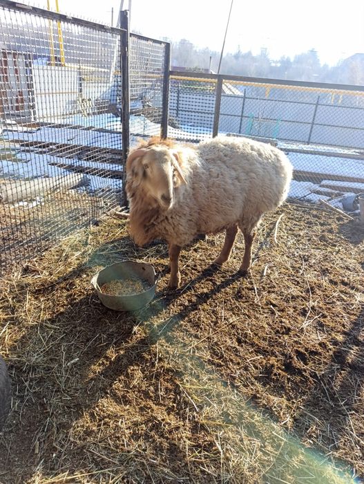 Продам отличного кошкара на племя