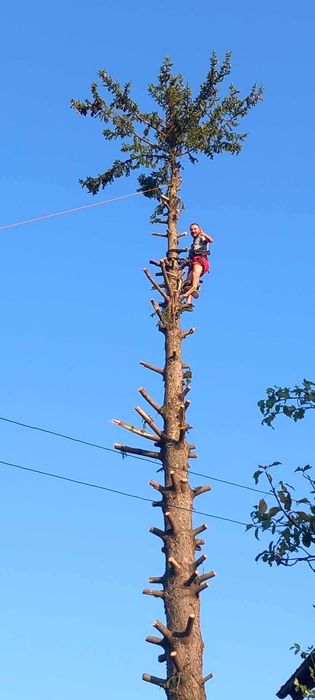 Рязане на опасни дървета почистване и извозване