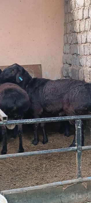 Qochqorlar sotiladi