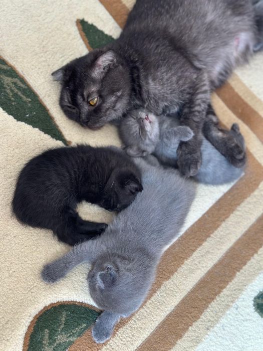 Британские кошки 3 недель