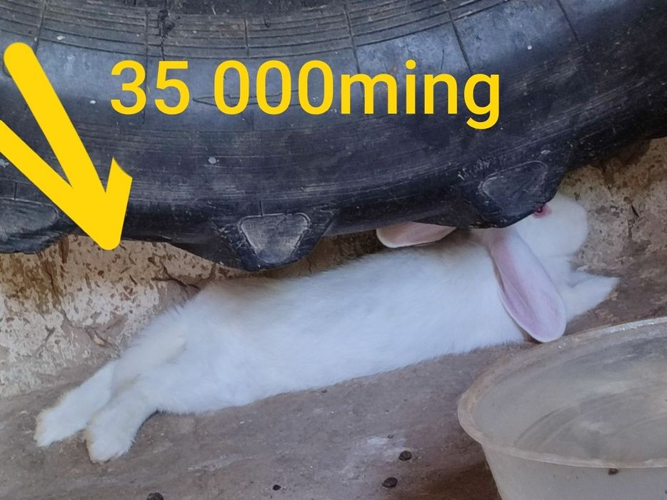 Quyonlar arzon NAVOIY