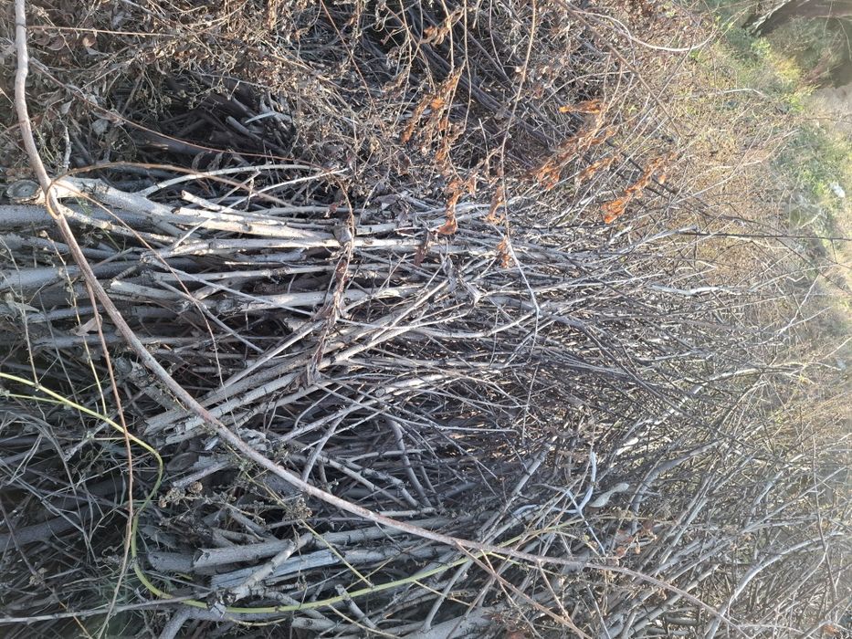 Отин сотилади таййор