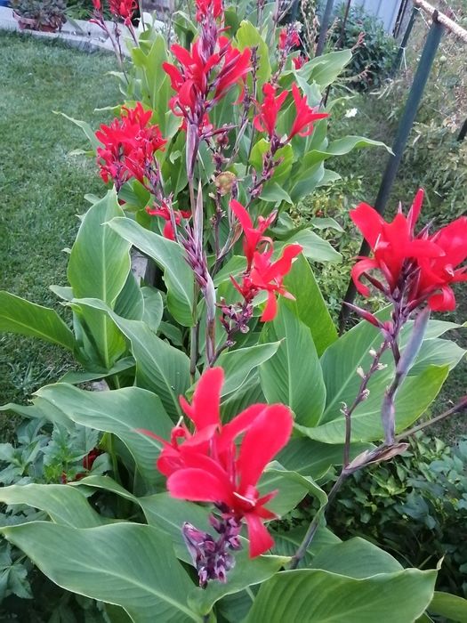 Грудки от червена кана