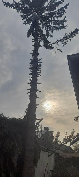 Taiere toaletare copaci cu alpinisti utilitari oriunde in tara  intret