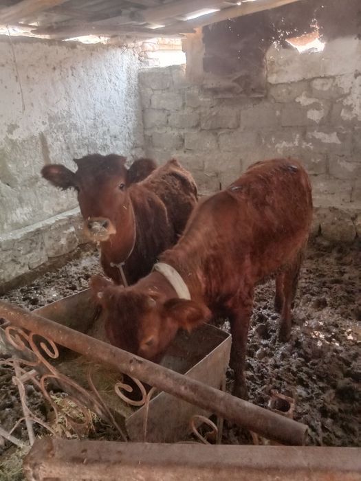 Она бола сигирлар бор