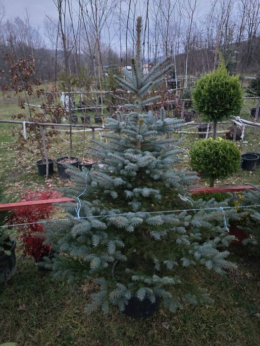 Brazi verzi și argintii