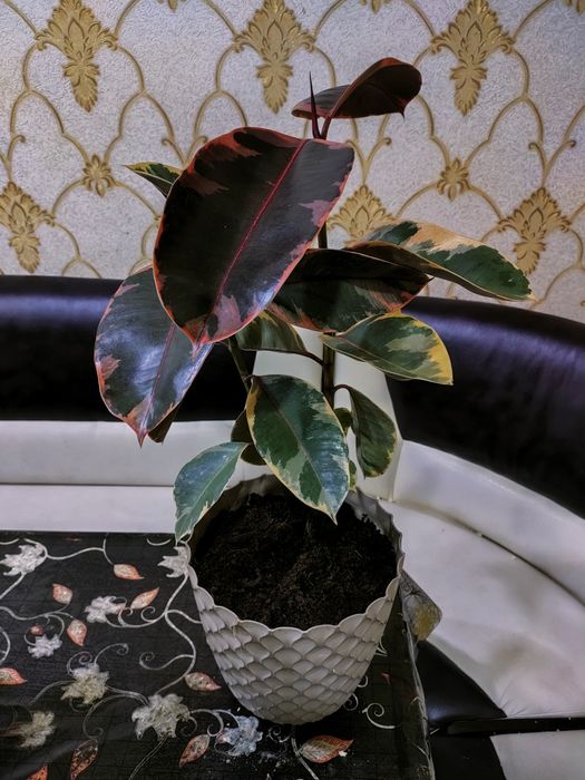 Растения с доставкой