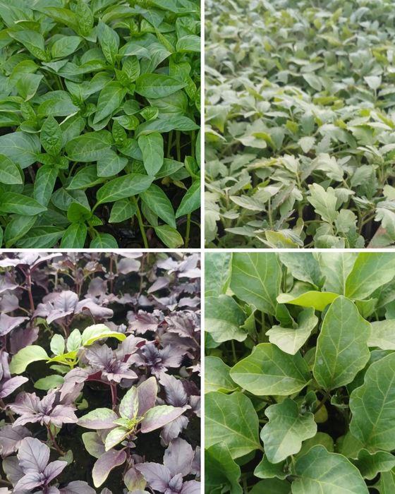 Продаю рассаду овощей