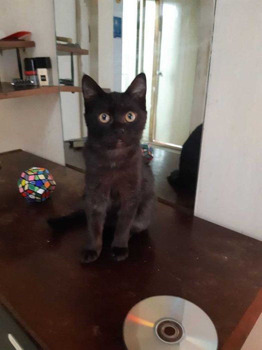 Котенок в добрые руки. Смотрите другие объявления автора