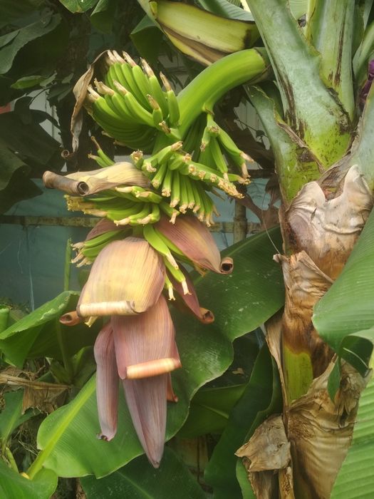 Банан кучати сотилади