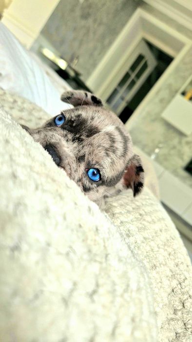 Bulldog Francez Blue merle Husky eyes