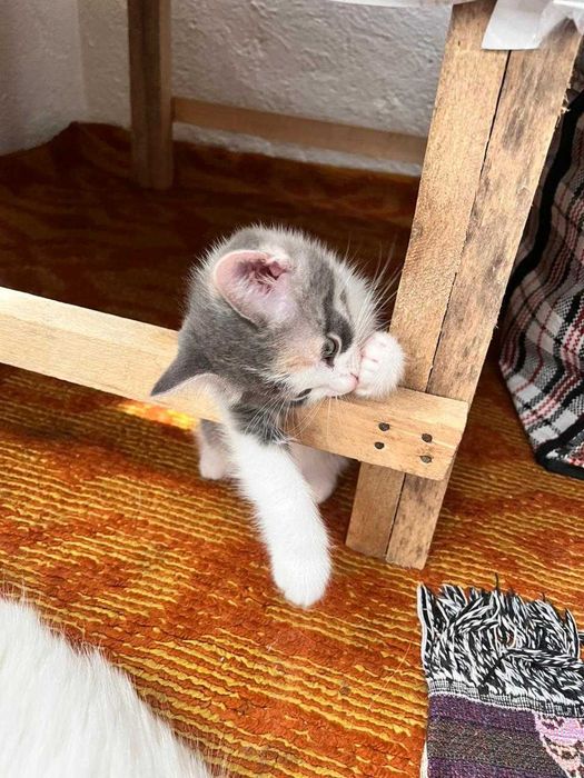 Отдам котенка девочку в добрые руки