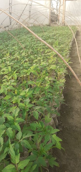 Чинто помидор нихоллари сотилади. Нихоллар зур.Таёр холатда.Нархи 1500