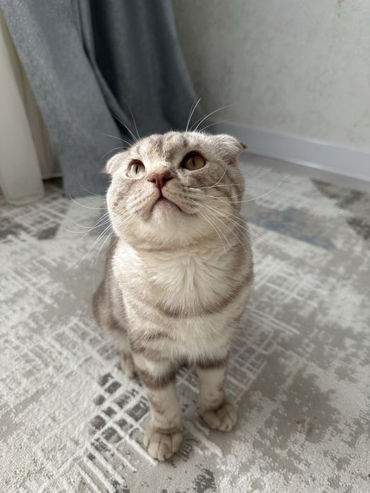 Вислоухий кот продам