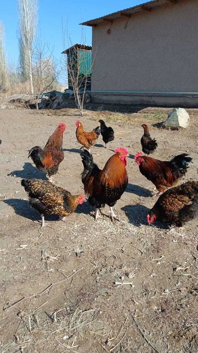 Kuchenskoye yubileynoye