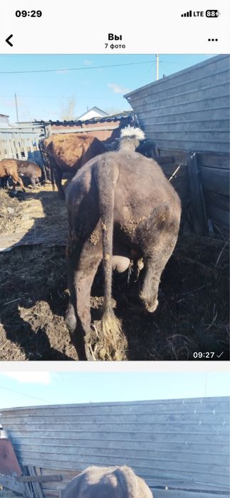 Продам быка справный стоит на откорме