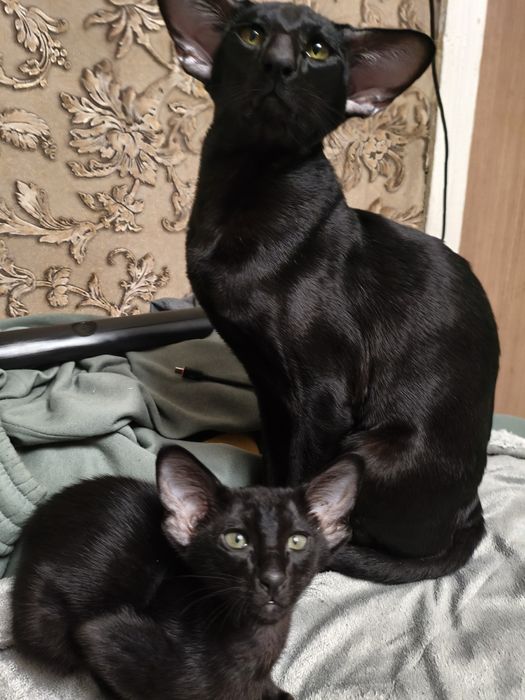 Ориентальный котёнок я