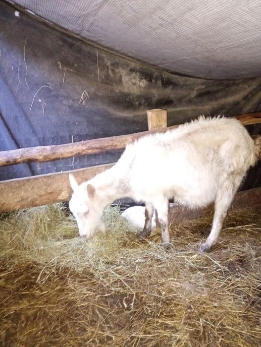 Capră cu ied de vanzare