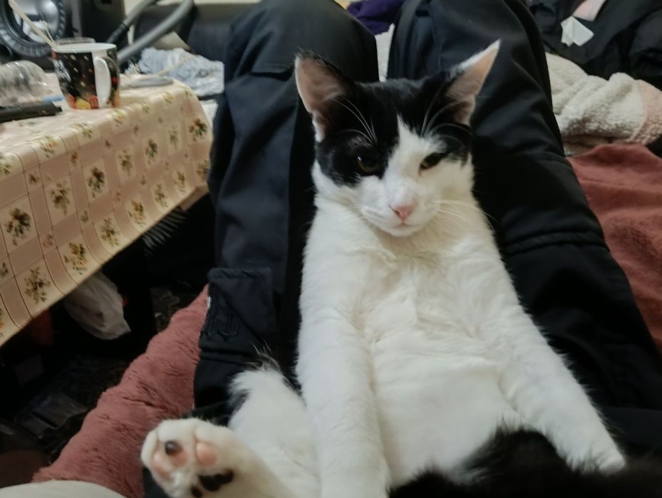 Подарявам коте на 1Г домашна е свикнала е с хора