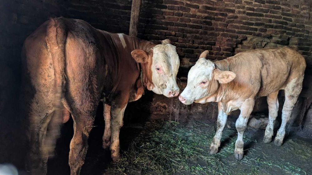 Vaci de calitate superioară – sănătoase, bine îngrijite (Unde Lie)