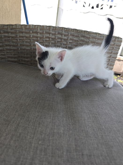 Pisoi spre adopție