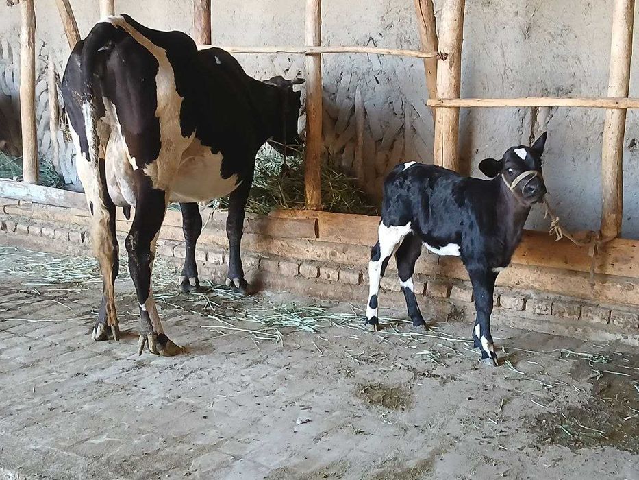 Gibrid Zotdor sigir sotiladi. Manzil shofirkon Boboato mahallasi