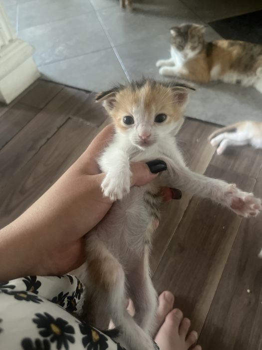 Вислоухие котята
