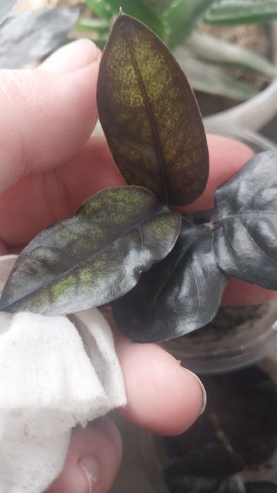 Продам чёрные замиокулькасы