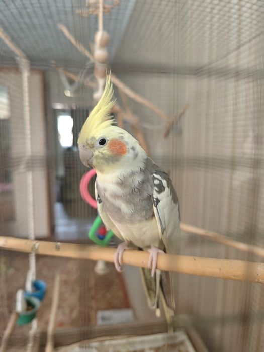 Продам пару корелл