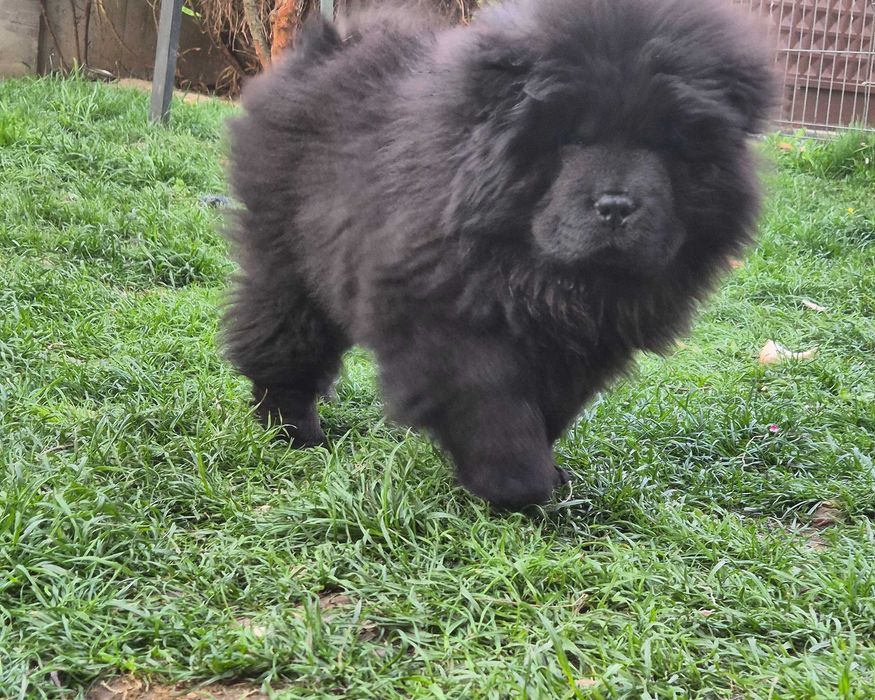 Chow chow mascul negru