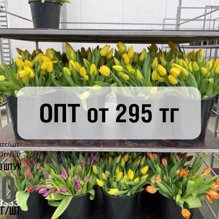 Тюльпаны со склада МЕЛКИЙ ОПТ от 295тг