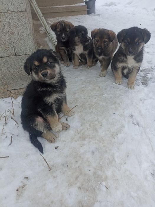 Щенки бесплатно в добрые руки