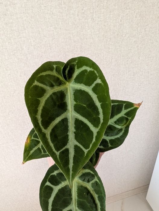 Антуриум Crystalinum x Magnificum